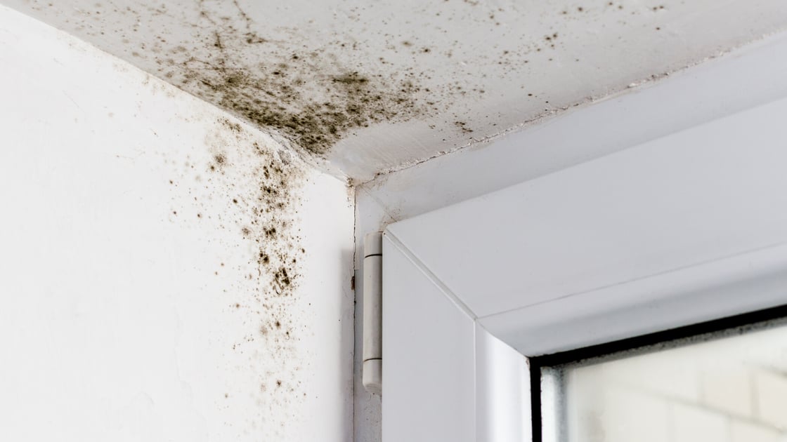 4 ways to prevent mold in your home
